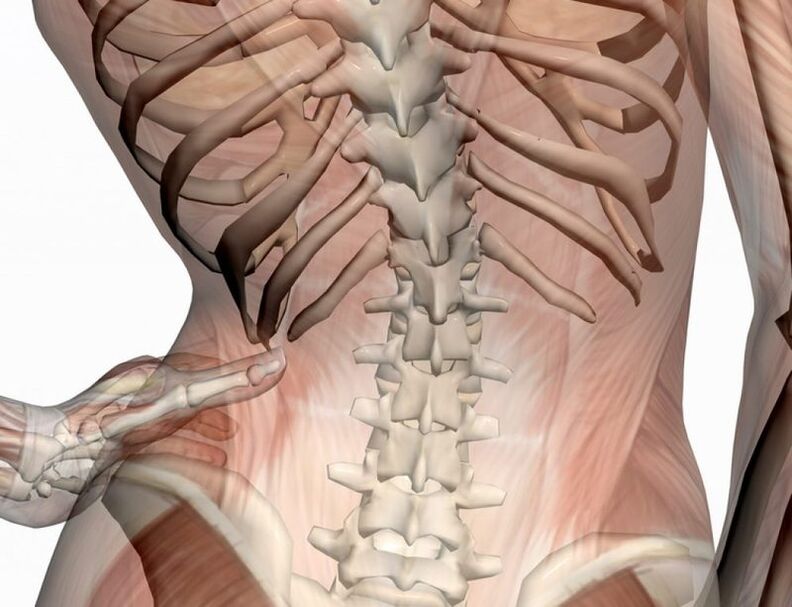 Estructura de la región lumbar.